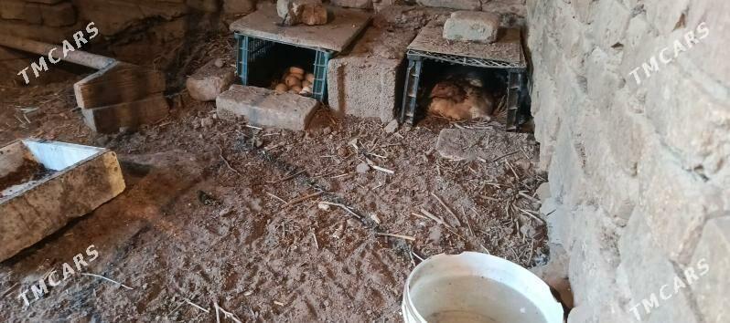 Tashgent - Хитровка - img 10