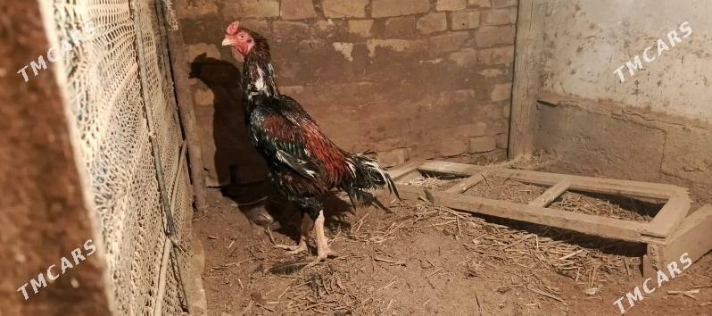 Tashgent - Хитровка - img 4