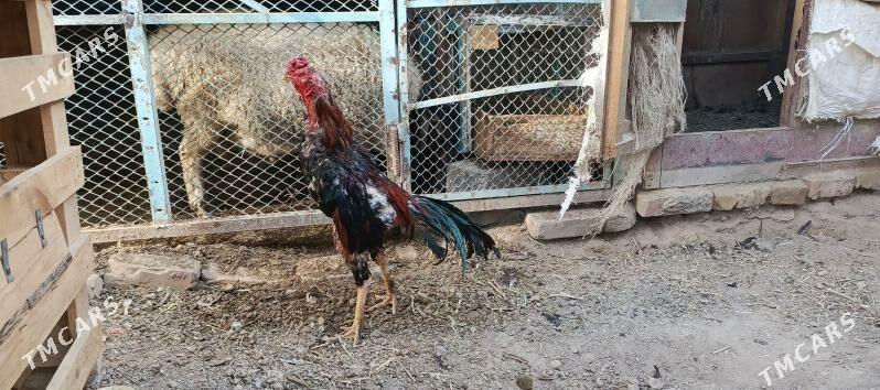 Tashgent - Хитровка - img 6