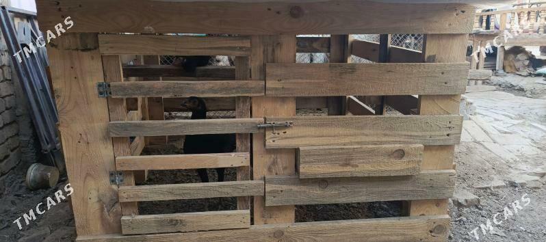 Tashgent - Хитровка - img 8