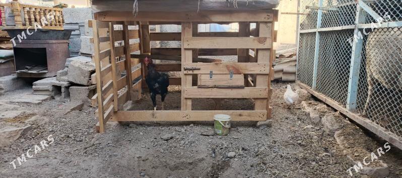 Tashgent - Хитровка - img 9