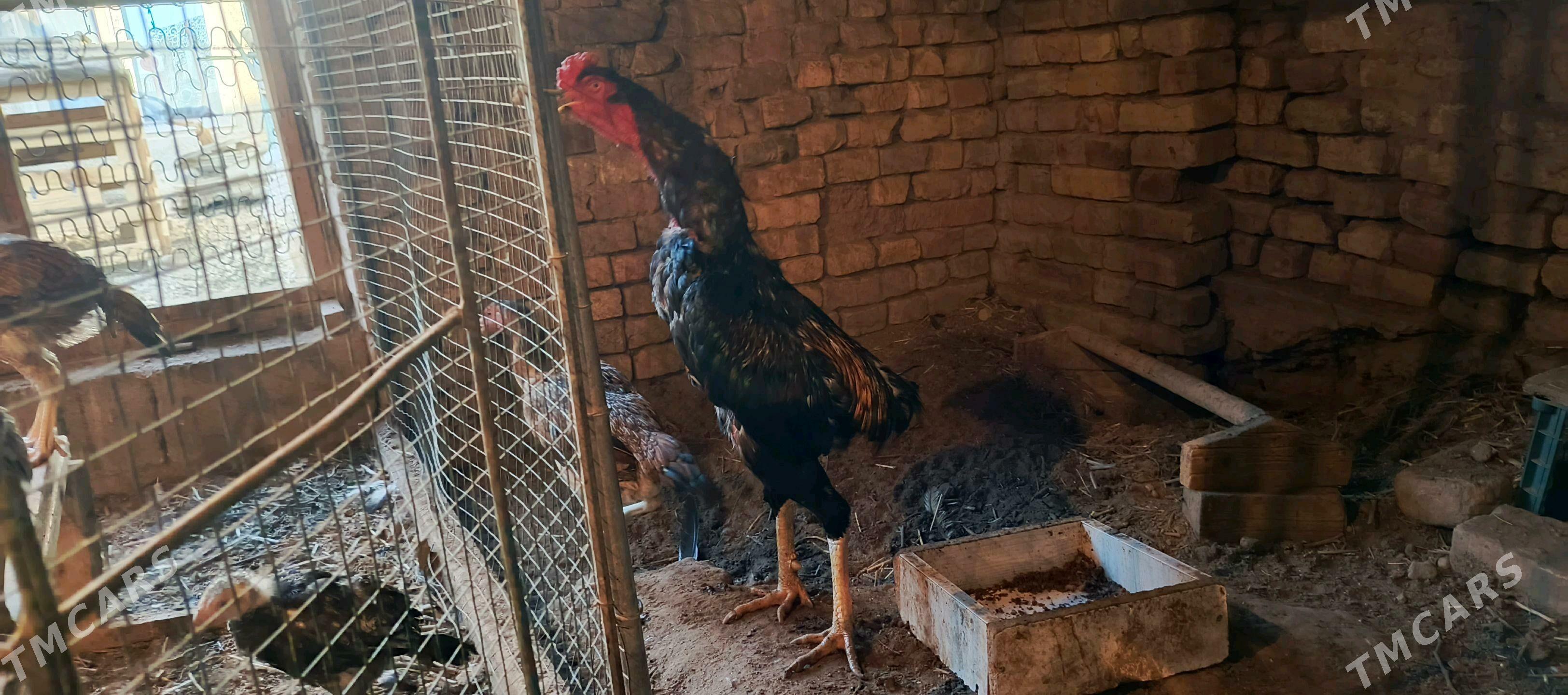 Tashgent - Хитровка - img 5