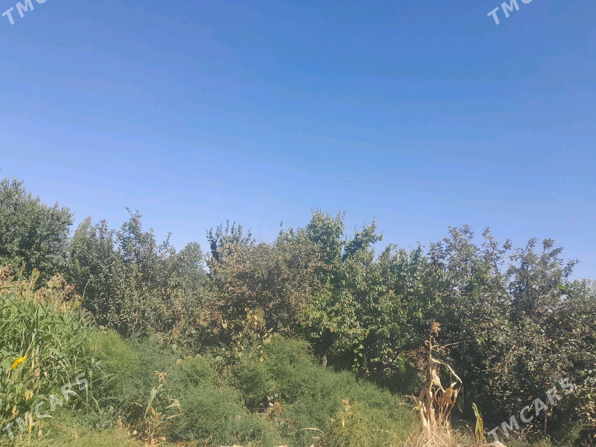 tayar jay - Gurbansoltan Eje - img 7