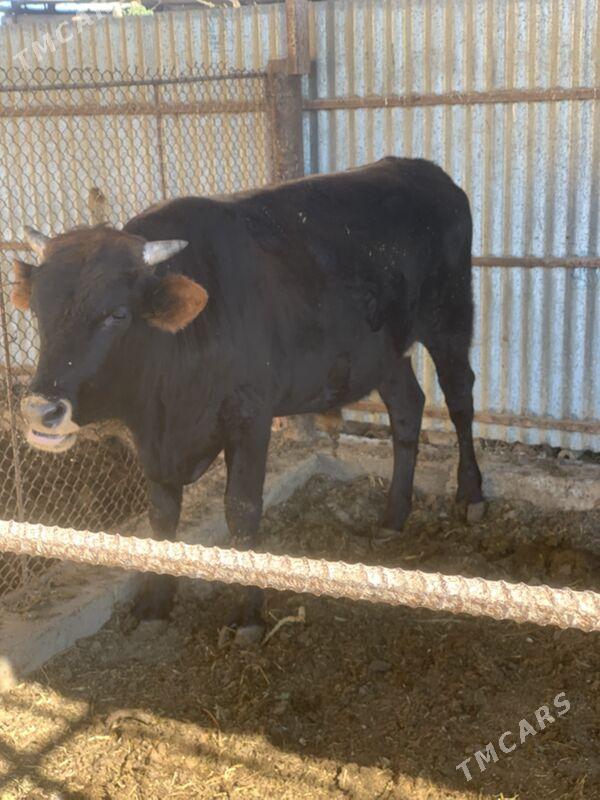 çöl öküz 2,5yaş - Sakarçäge - img 1