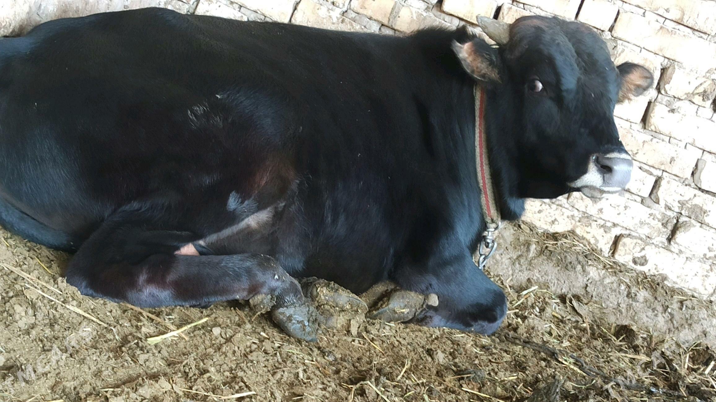 BAKYLAN OKUZ - Baýramaly - img 2