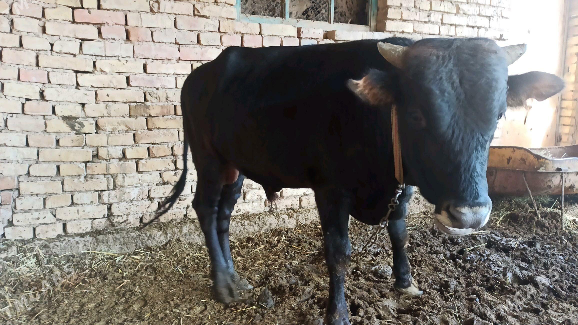 BAKYLAN OKUZ - Baýramaly - img 3