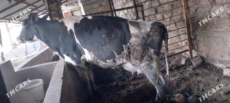 Ala sygyr - Чоганлы - img 2