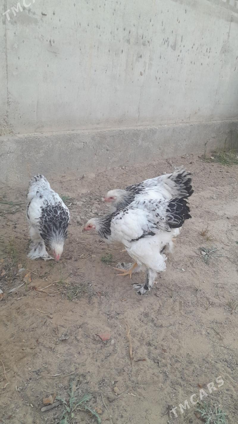 brama horaz - Балканабат - img 1