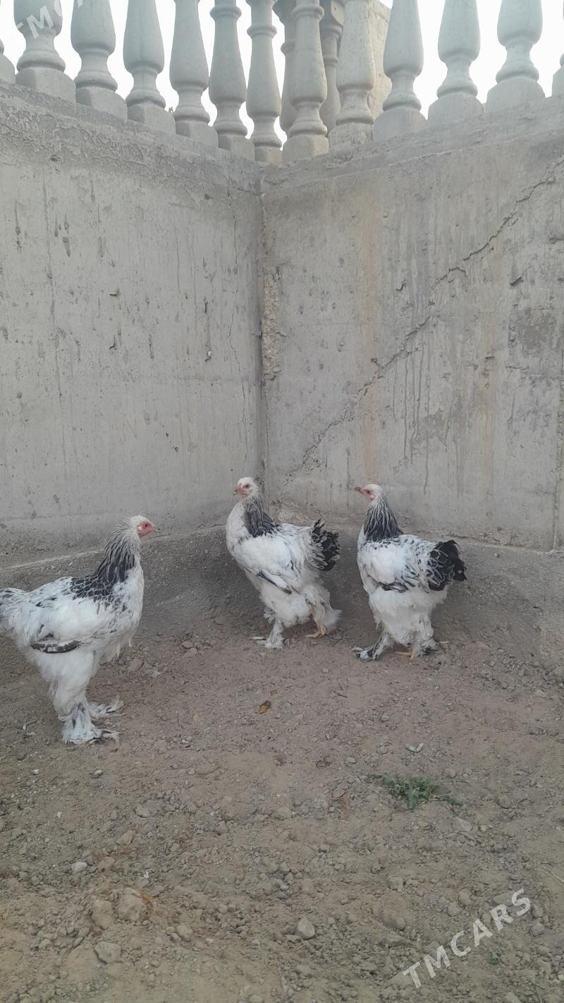 brama horaz - Балканабат - img 2