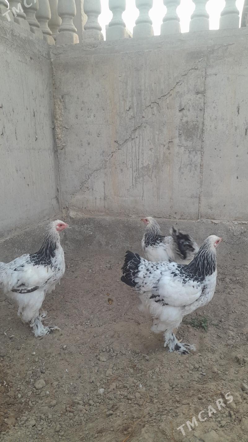 brama horaz - Балканабат - img 3