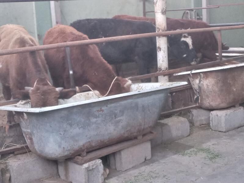 5.sany okiz - Büzmeýin - img 2