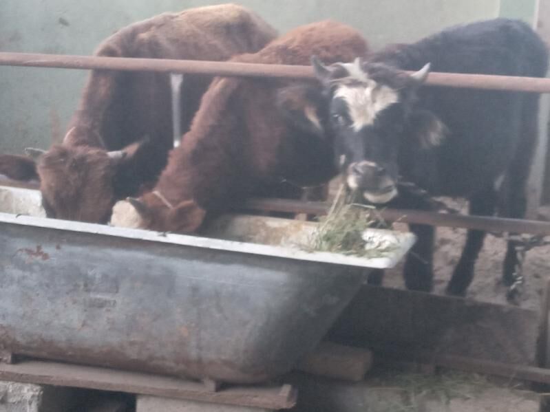 5.sany okiz - Büzmeýin - img 3