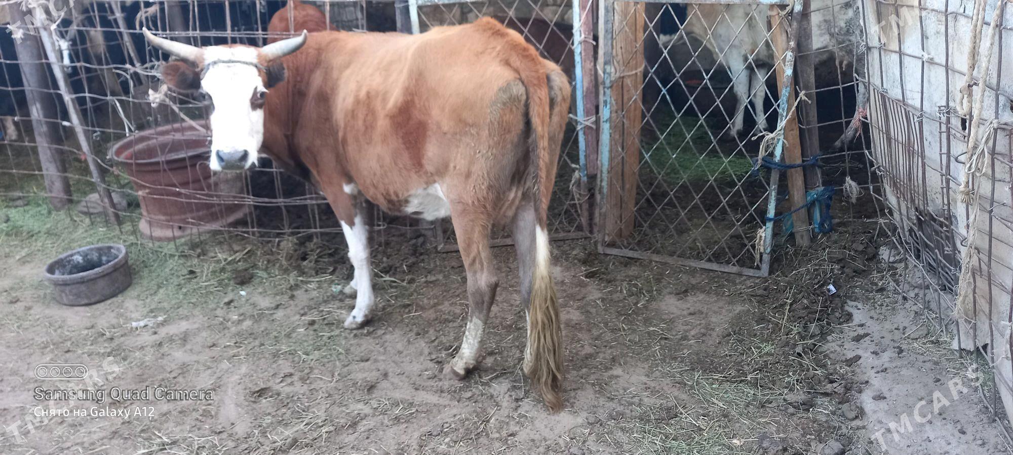 gysyr - Гумдаг - img 1