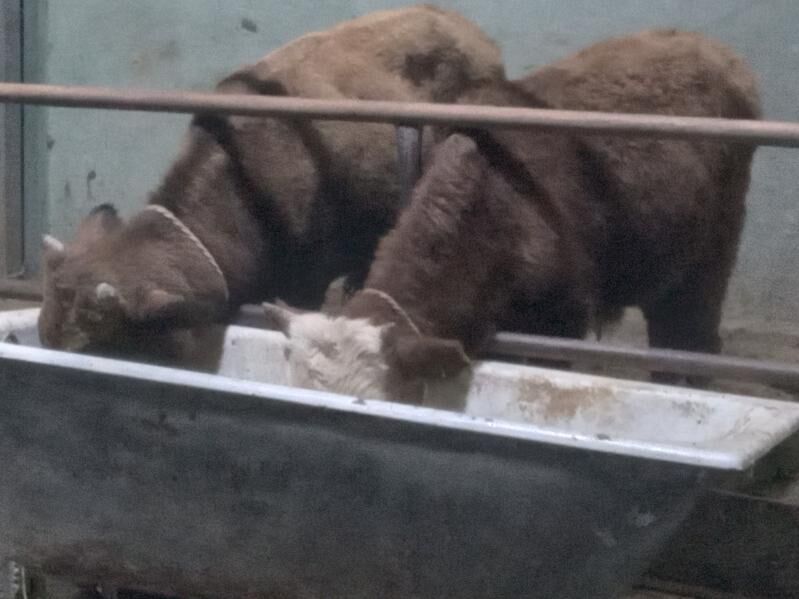 5.sany okiz - Büzmeýin - img 4