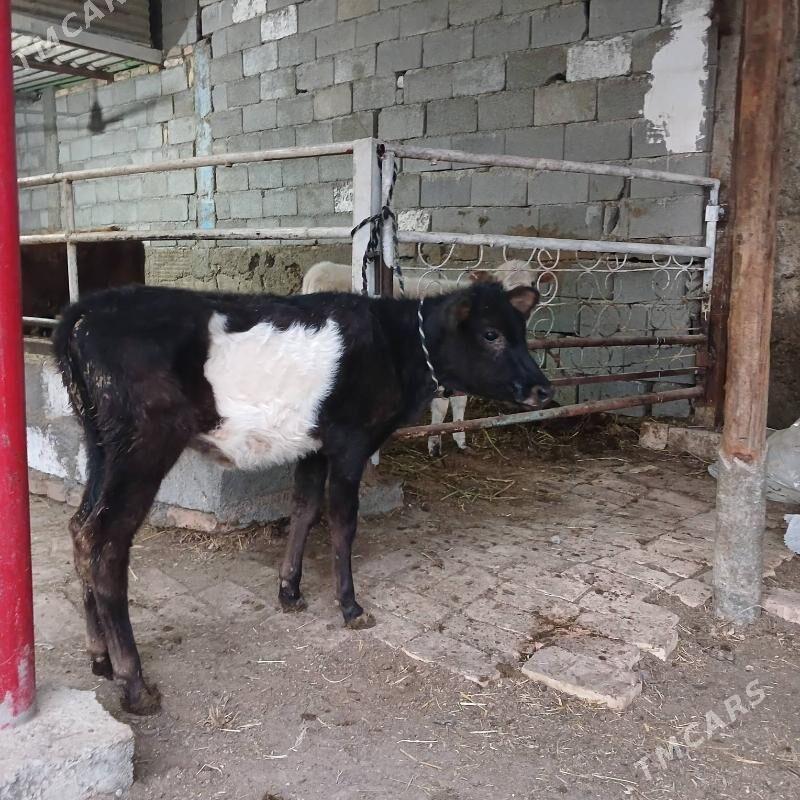 GOLE - Бузмеин - img 3