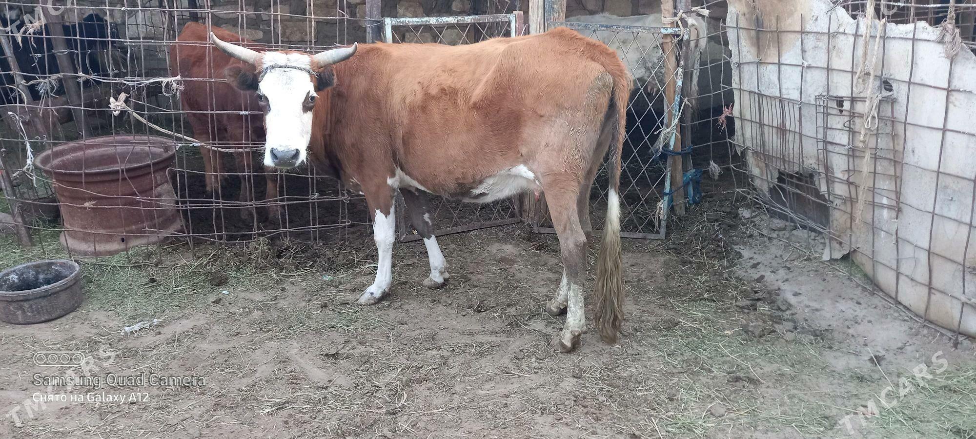 gysyr - Гумдаг - img 2