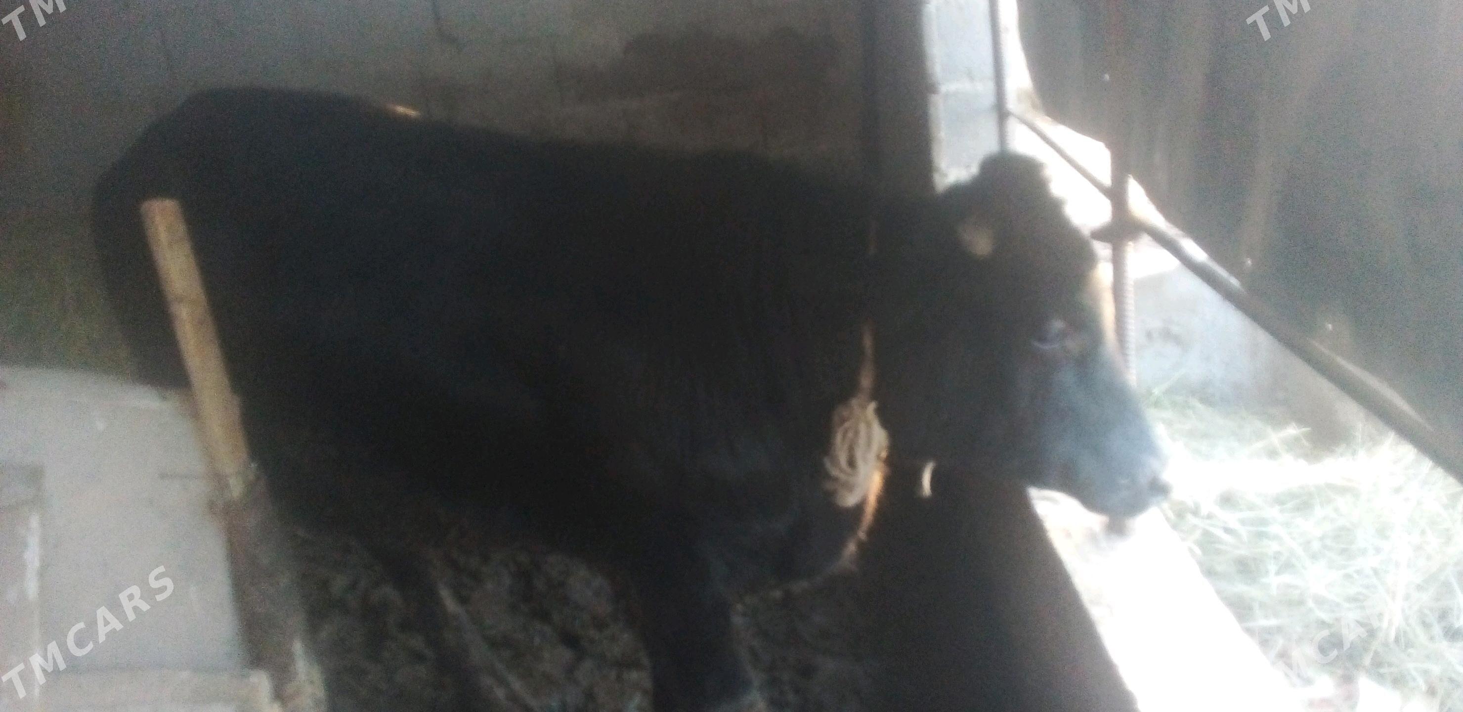 bakylan oküz - Bäherden - img 1