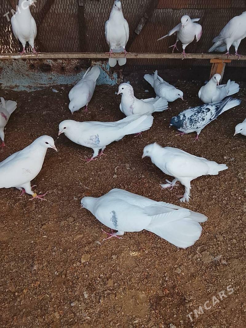 kepderi - Mary - img 7