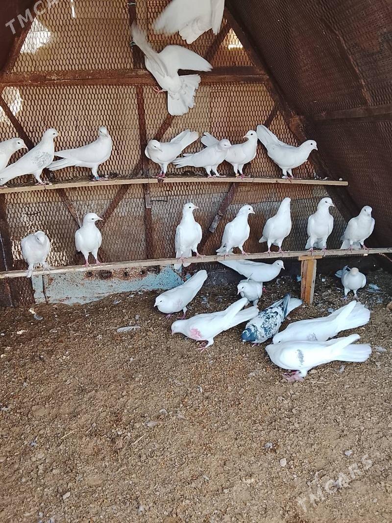 kepderi - Mary - img 3