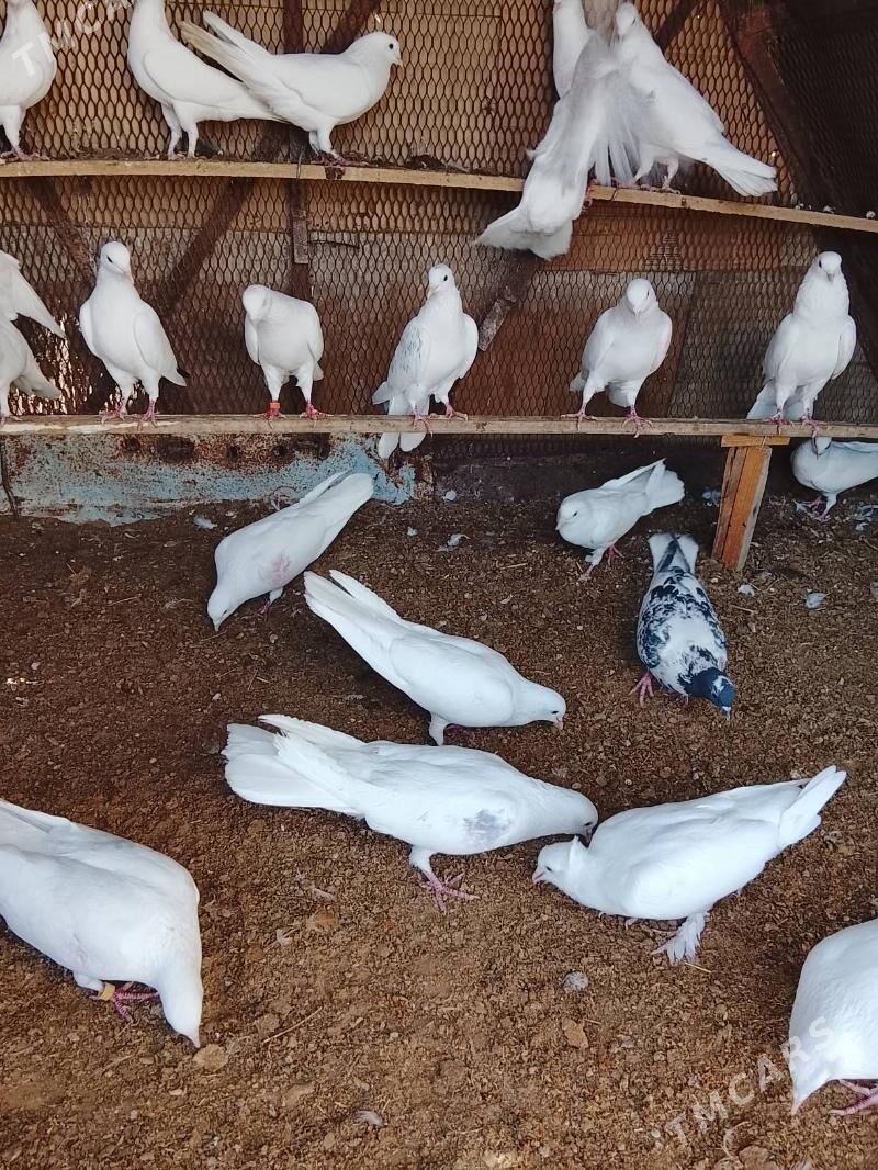 kepderi - Mary - img 8