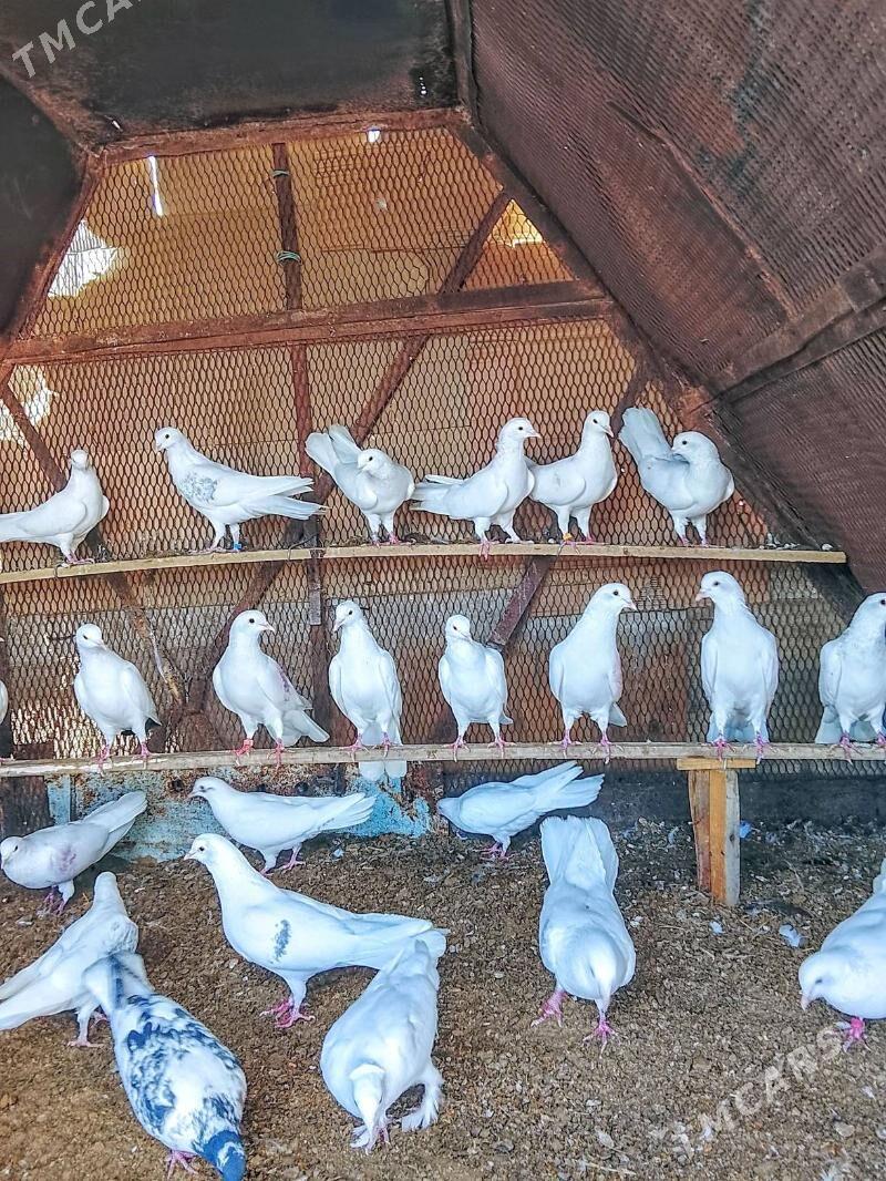 kepderi - Mary - img 6