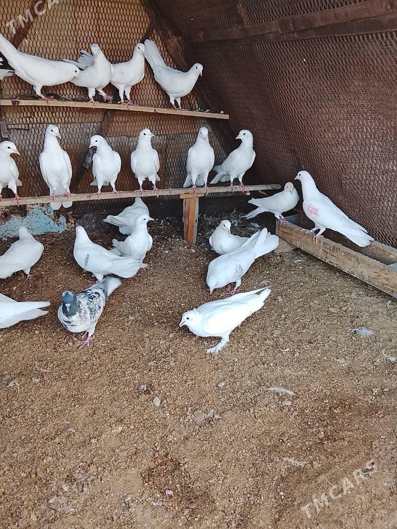 kepderi - Mary - img 5