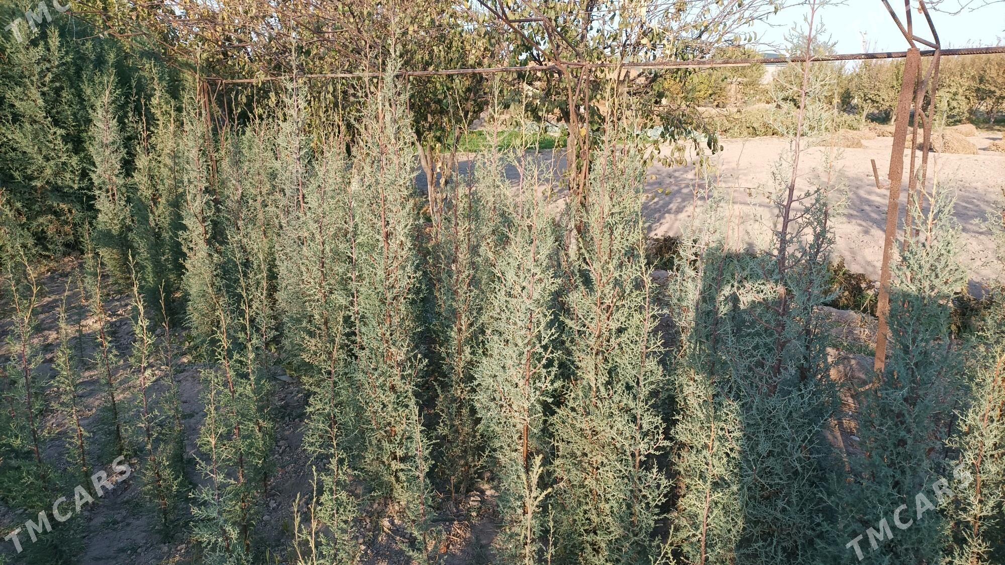 kipariz ýolka agajy - Чарджоу - img 2