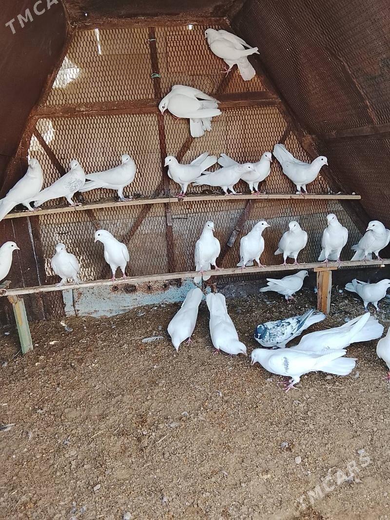 kepderi - Mary - img 2