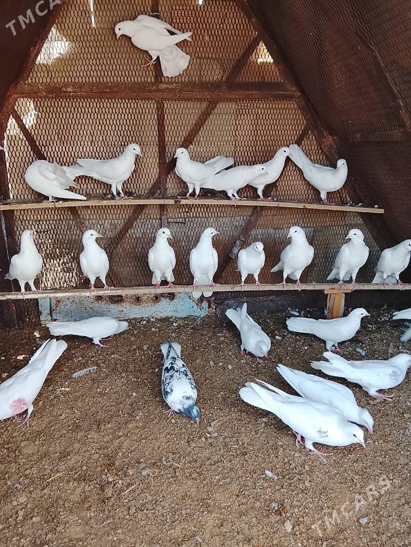 kepderi - Mary - img 4