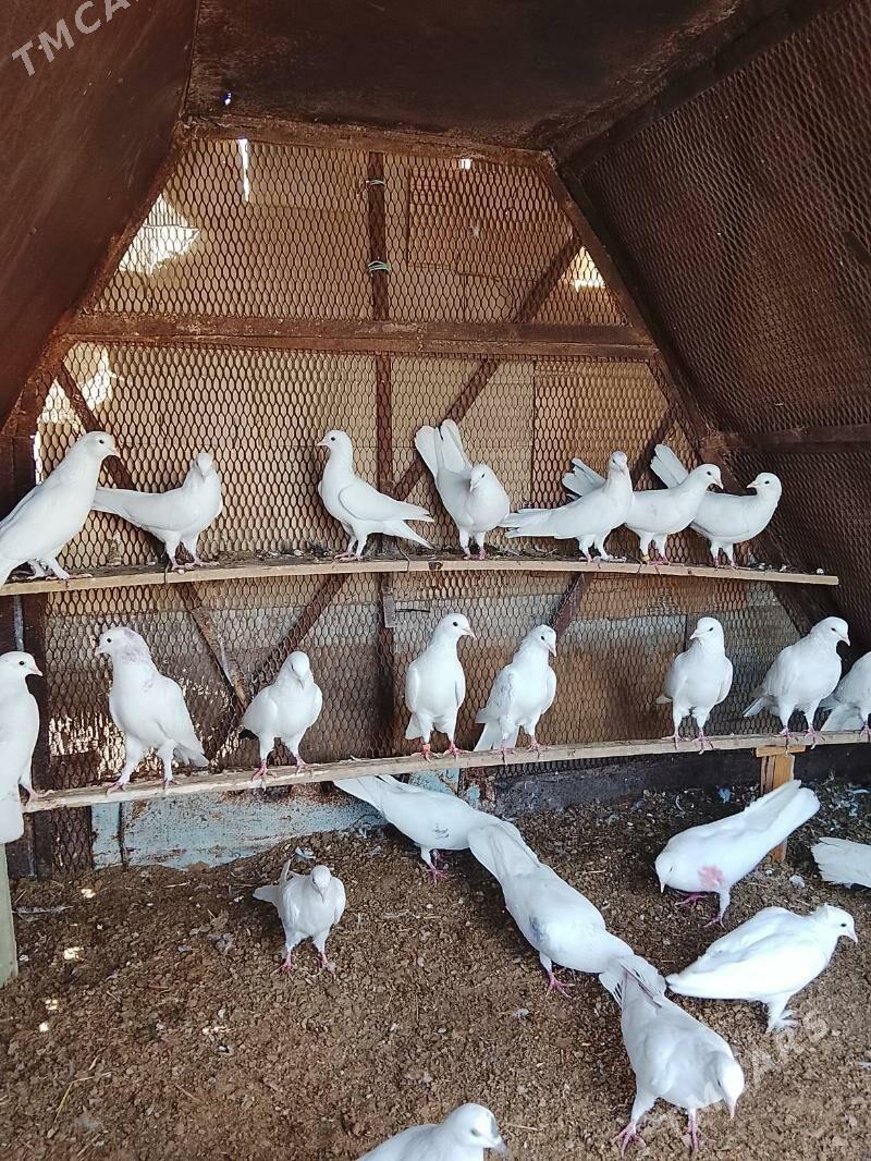 kepderi - Mary - img 9