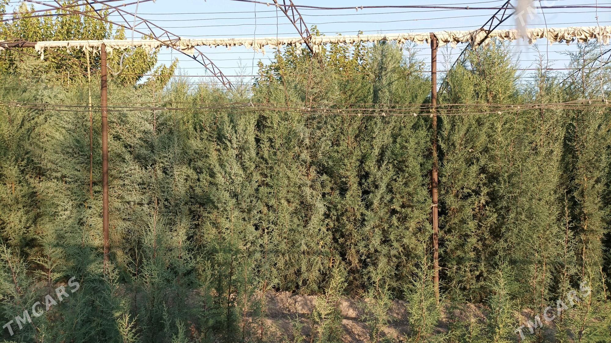 kipariz ýolka agajy - Чарджоу - img 4