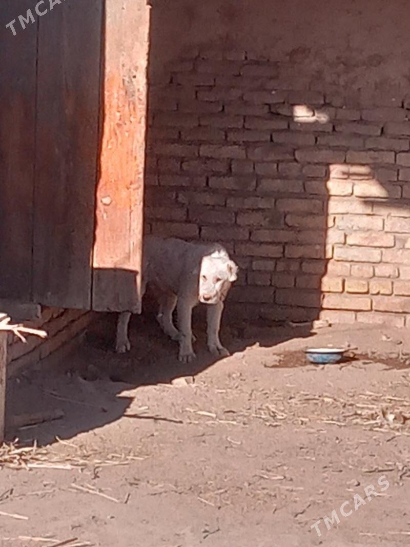 Turkmen alabay - Акдепе - img 2