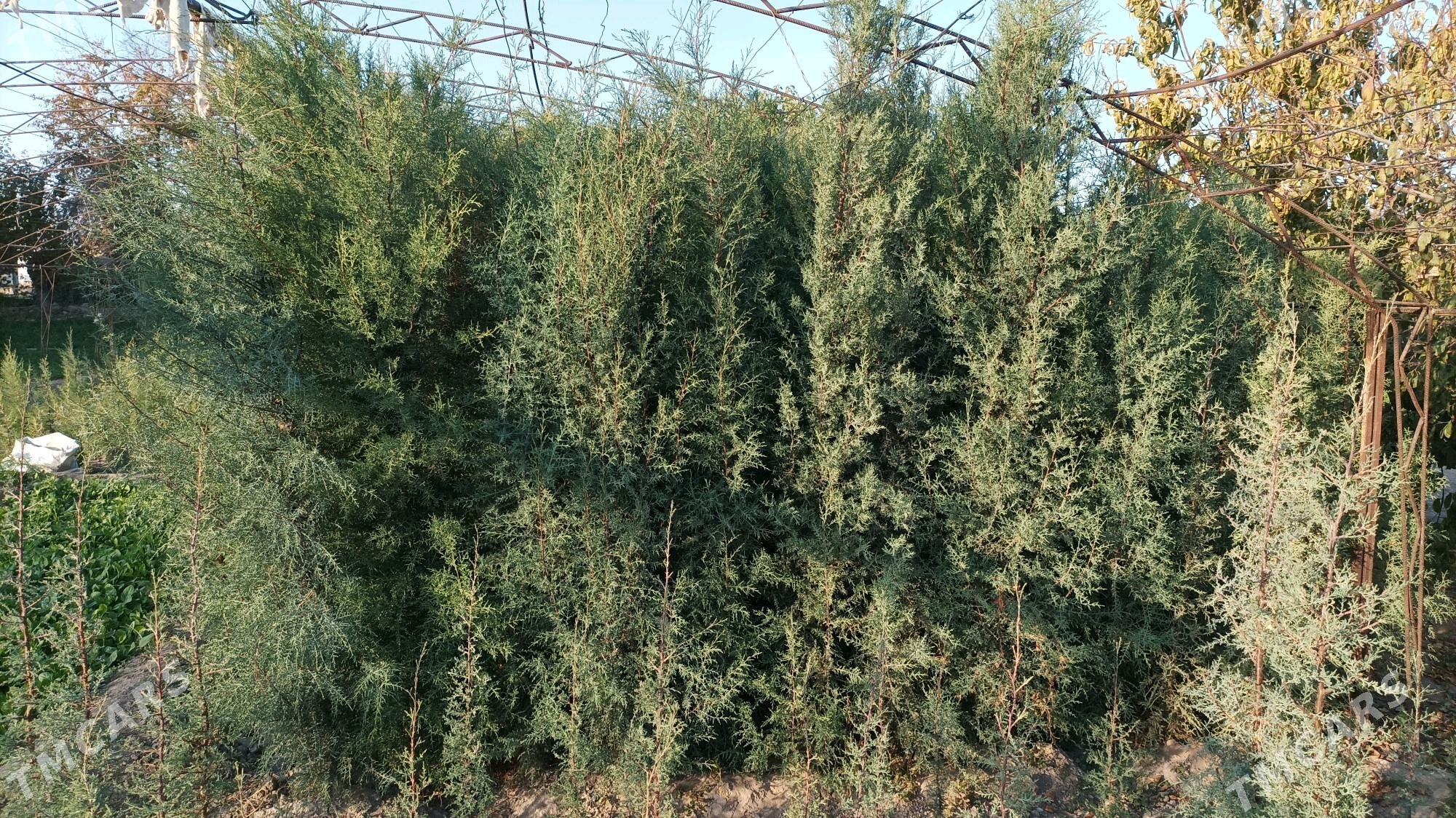 kipariz ýolka agajy - Чарджоу - img 3