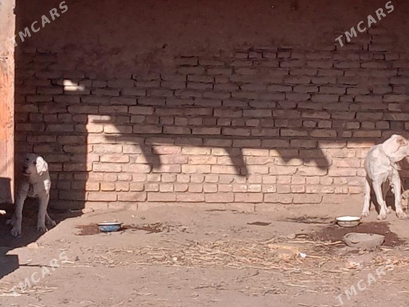 Turkmen alabay - Акдепе - img 4