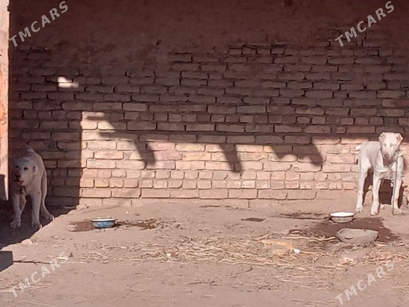 Turkmen alabay - Акдепе - img 3