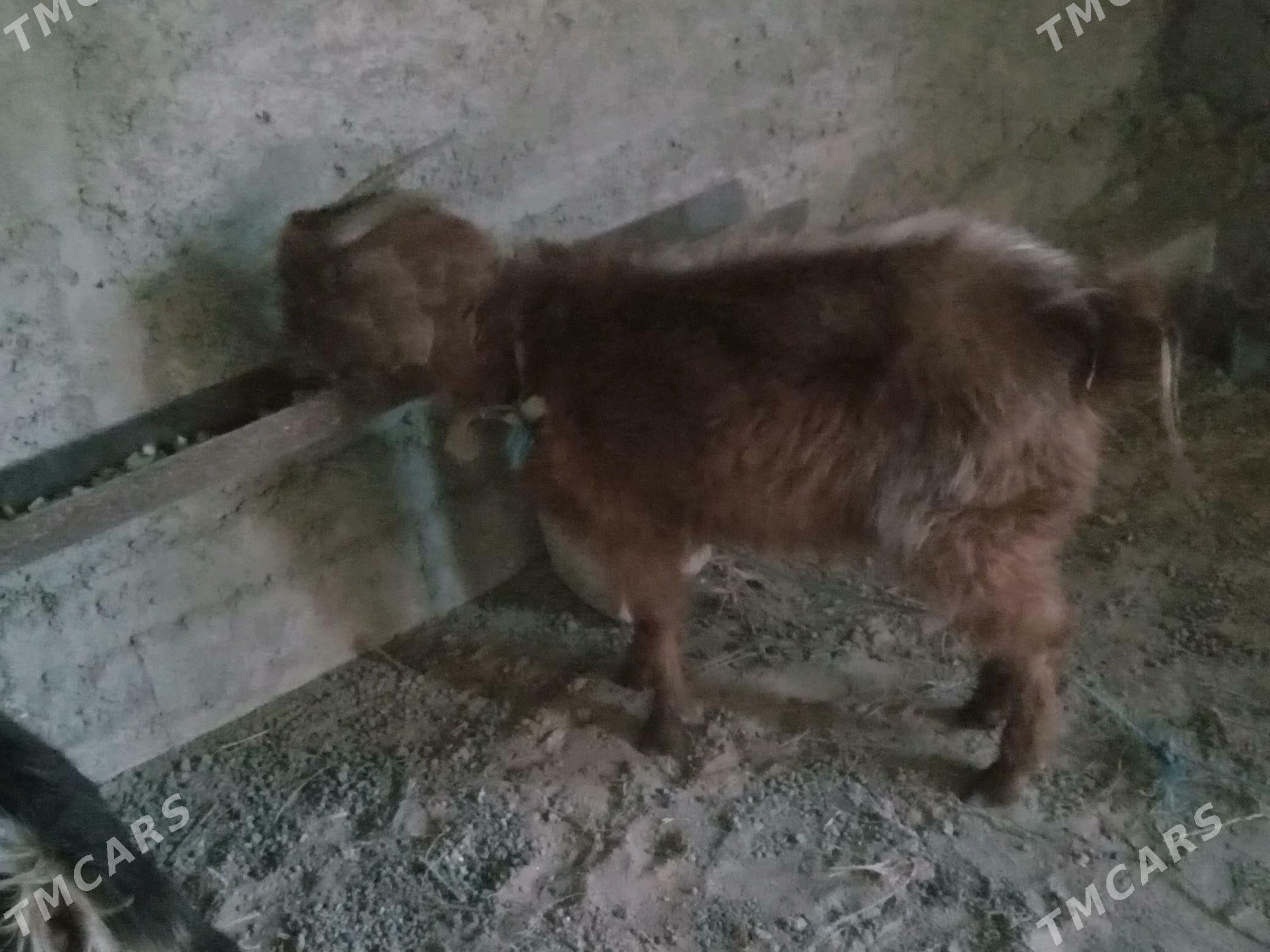 geçi çewiş - Туркменбаши - img 3