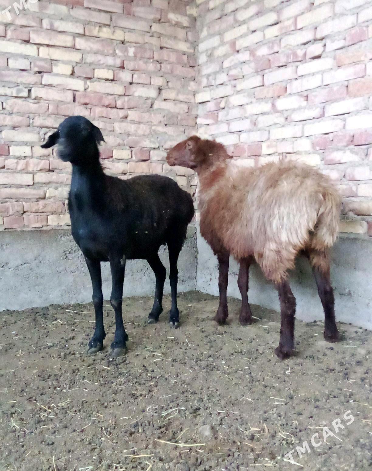 Goýunlar Gissar Gurat 2 sanak - Gökdepe - img 7