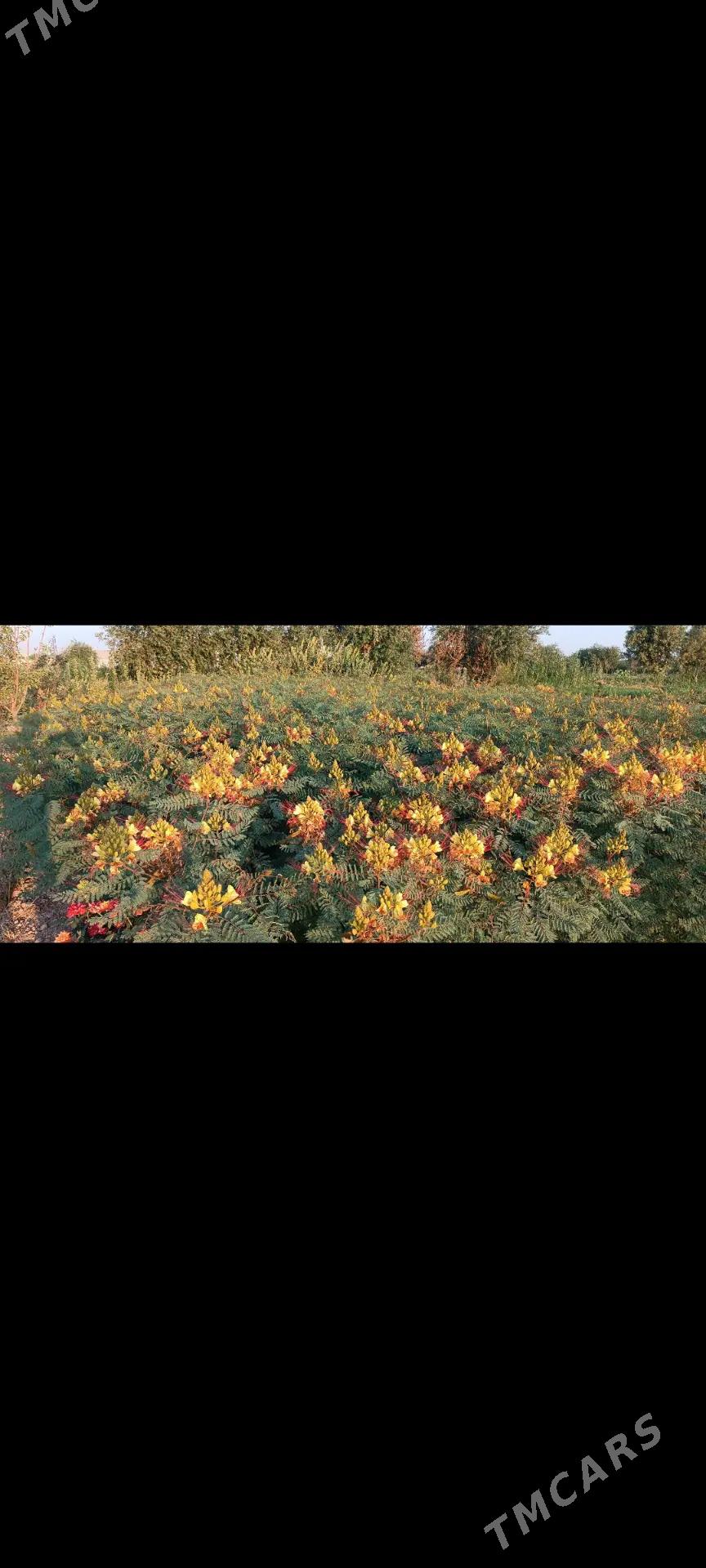 sary gül  (цезальпиниевое) - Байрамали - img 3