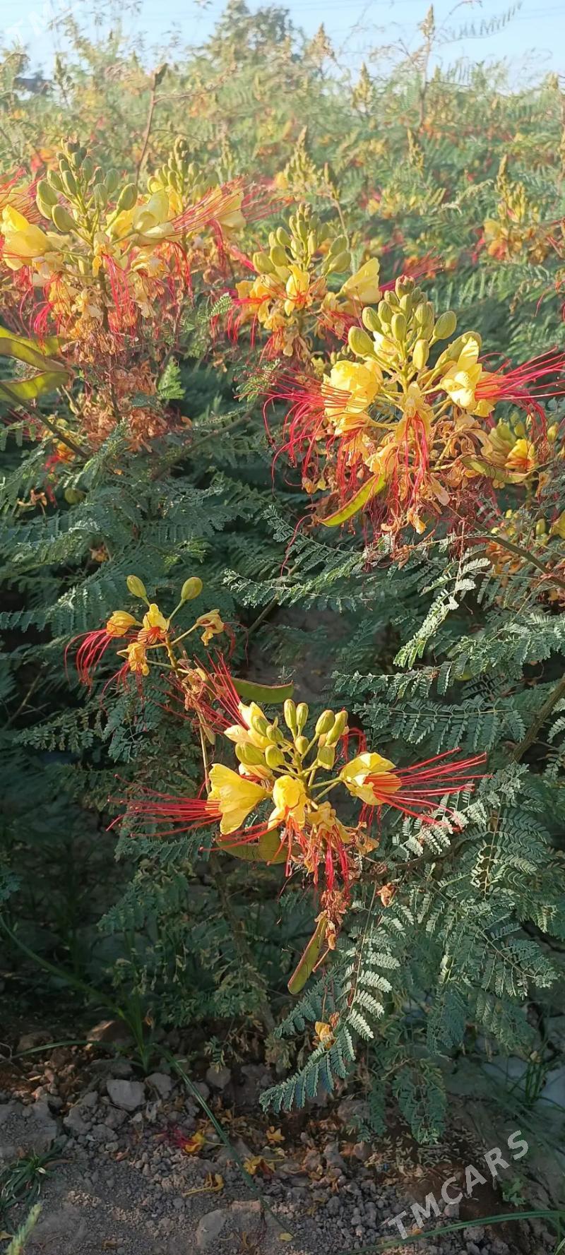 sary gül  (цезальпиниевое) - Байрамали - img 2