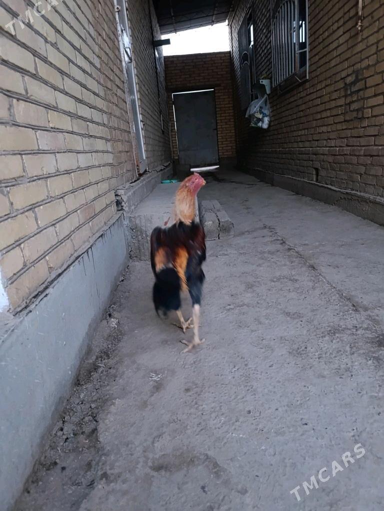 хораз - Türkmenabat - img 3