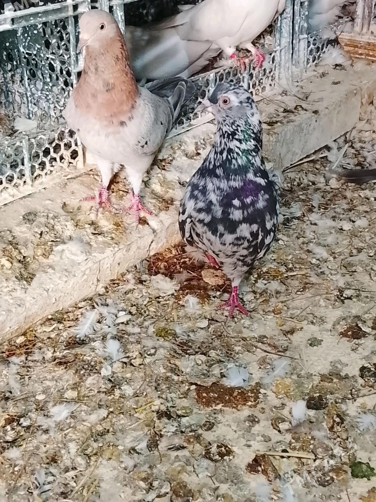 kepderi - Mary - img 3