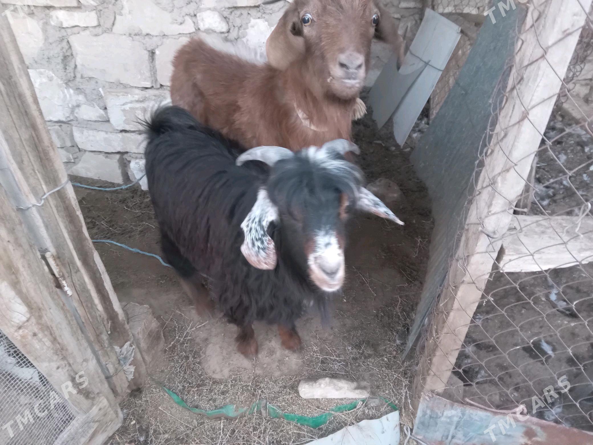 geçi çewiş - Туркменбаши - img 1