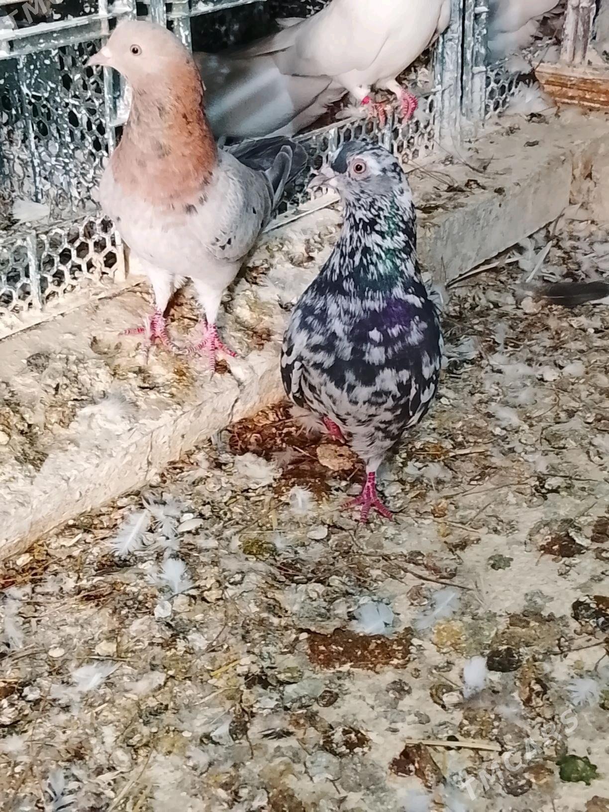 kepderi - Mary - img 4