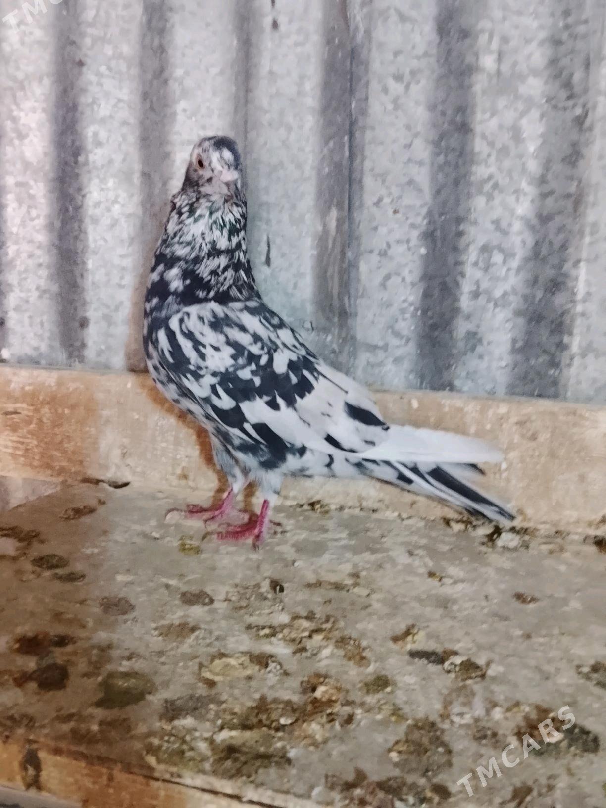 kepderi - Mary - img 2