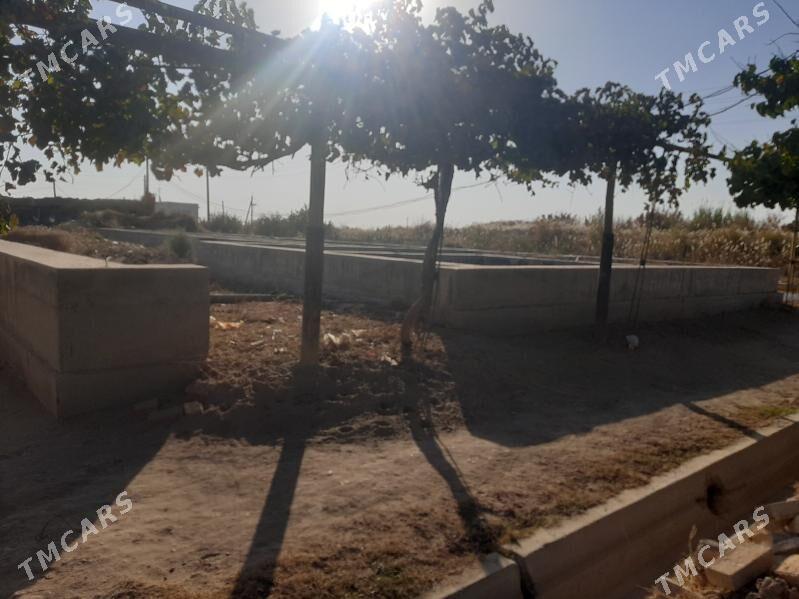 SATLYK JAY - Türkmenabat - img 8