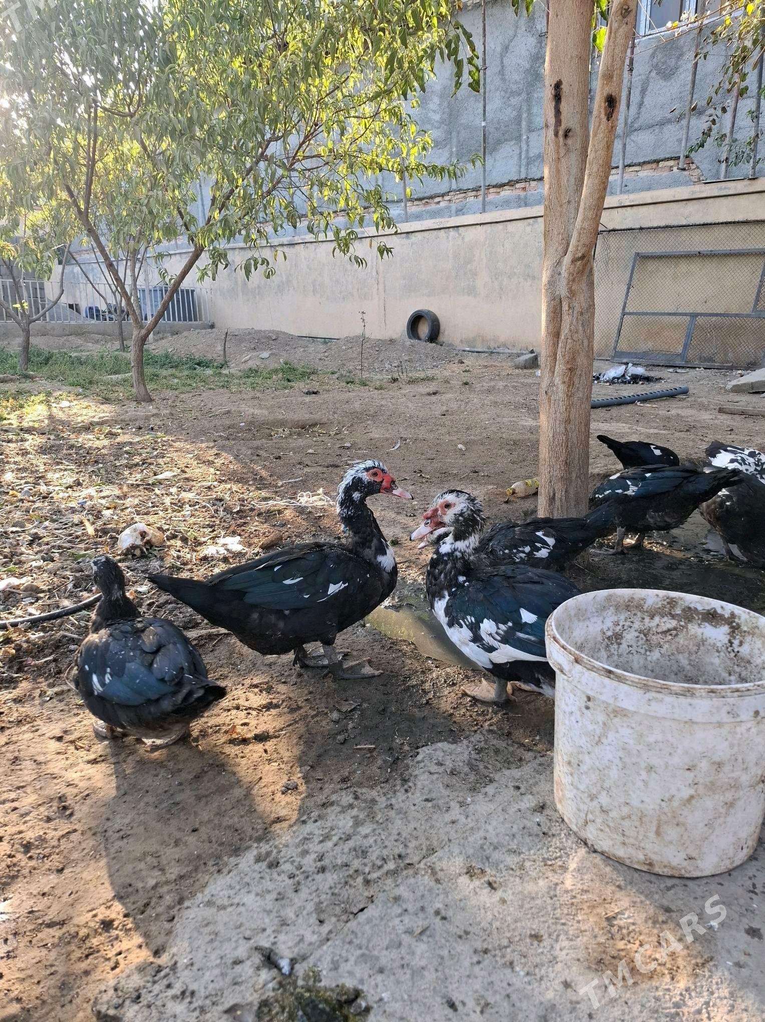 indautga ordek - Herrikgala - img 2