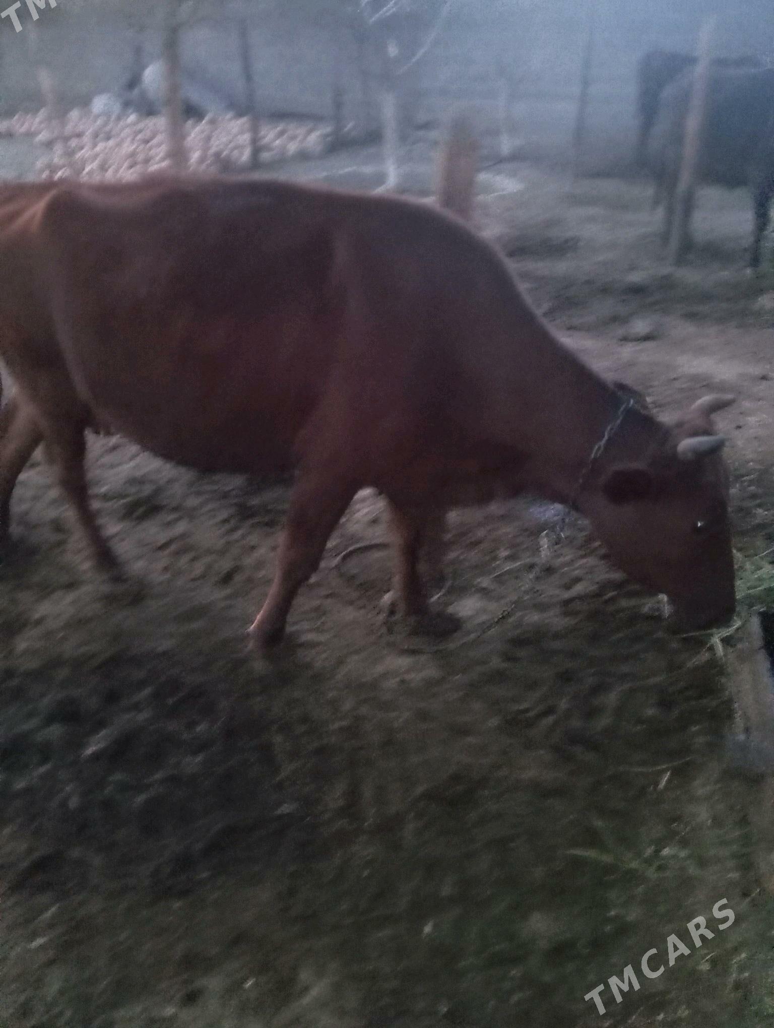 Goleli sygyr - Bäherden - img 3