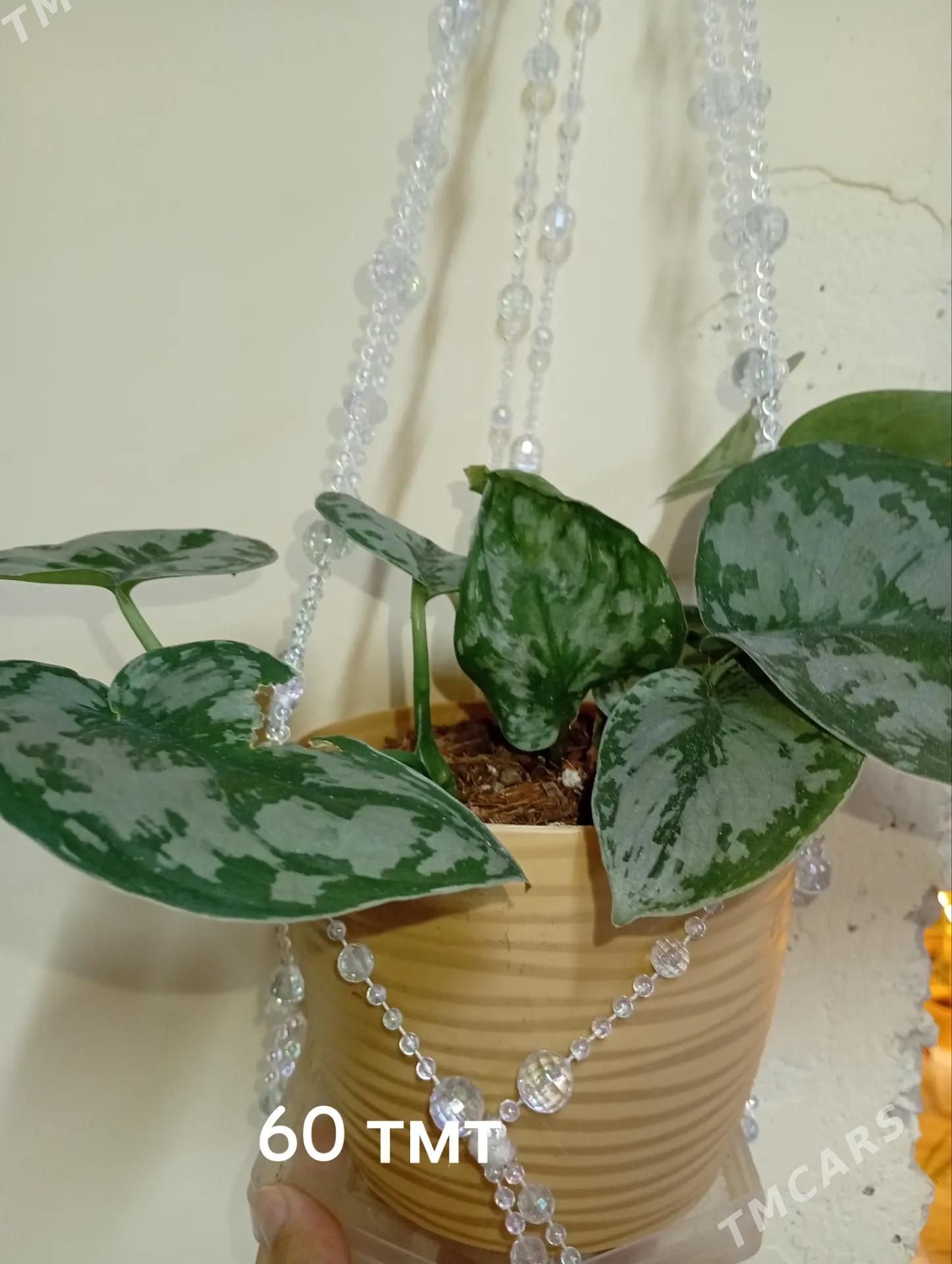 Guller - Туркменбаши - img 2