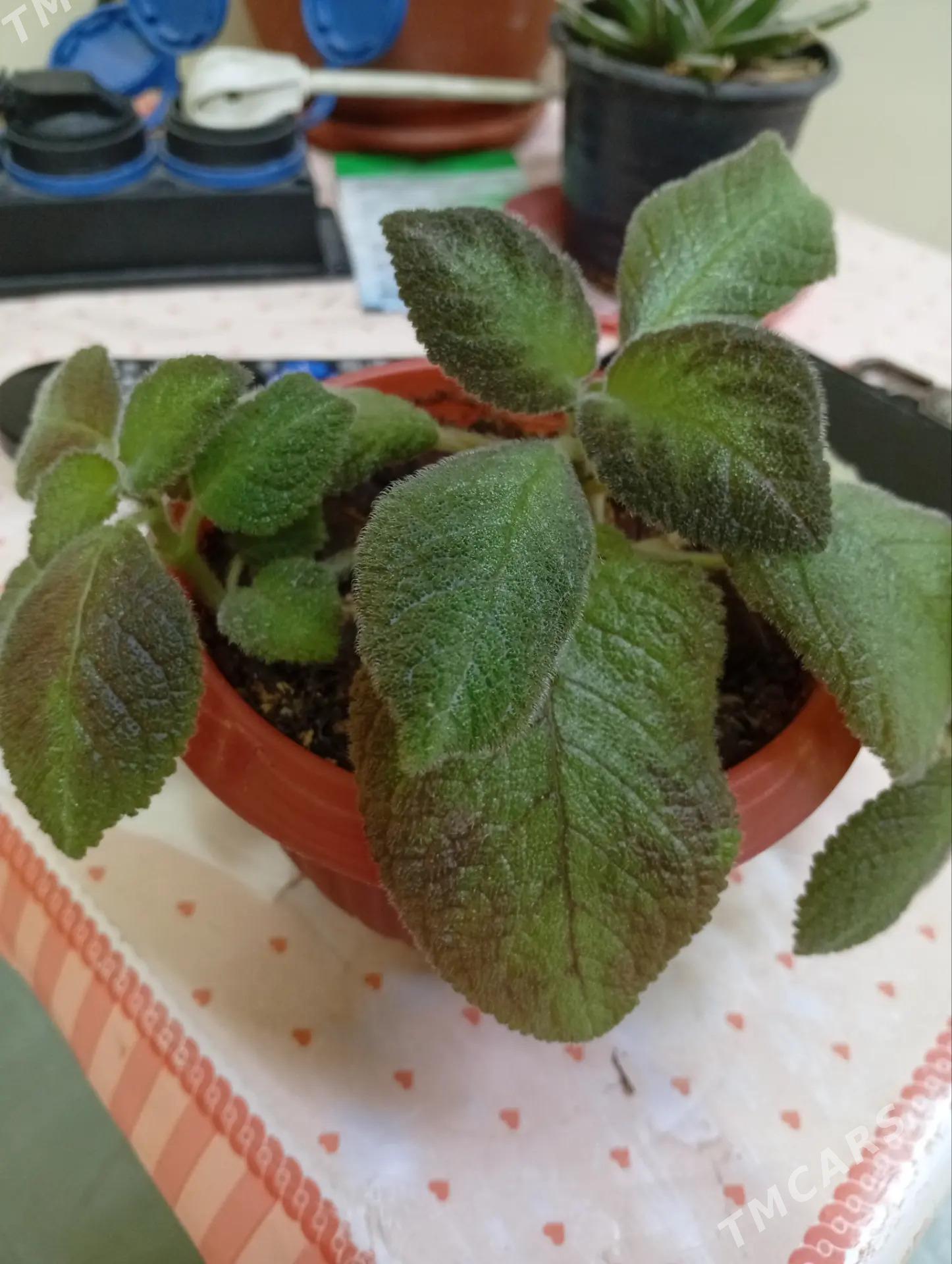 Guller - Туркменбаши - img 3