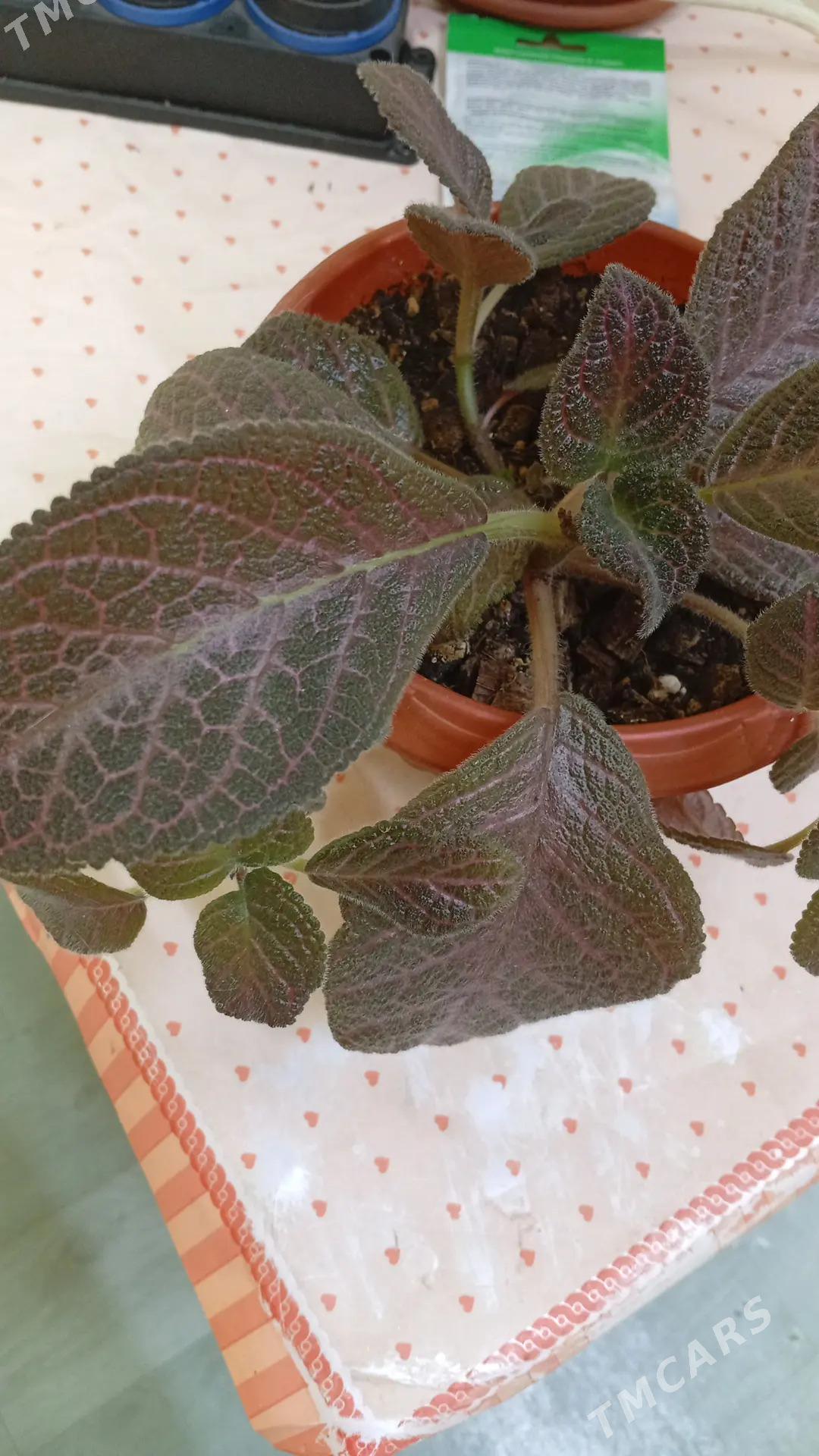 Guller - Туркменбаши - img 6